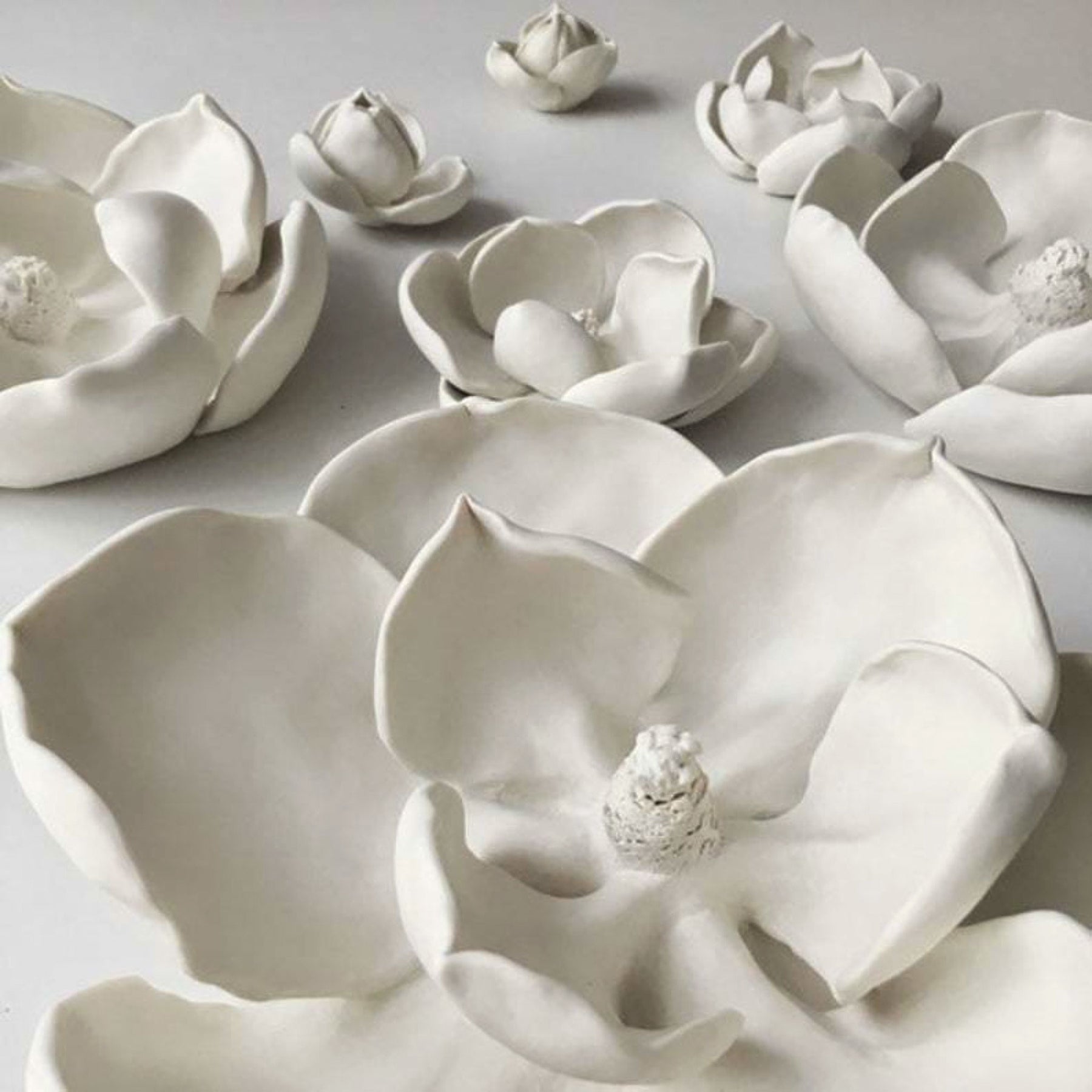 Magnolia